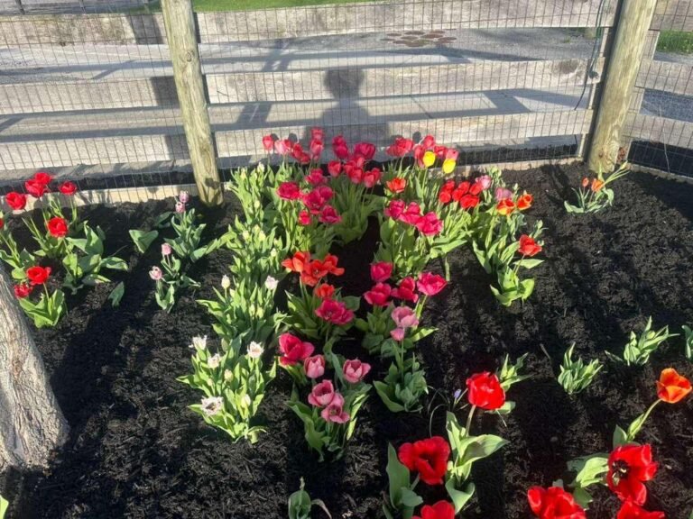 Mulching service in Buffalo, NY by 716 Lawn Care