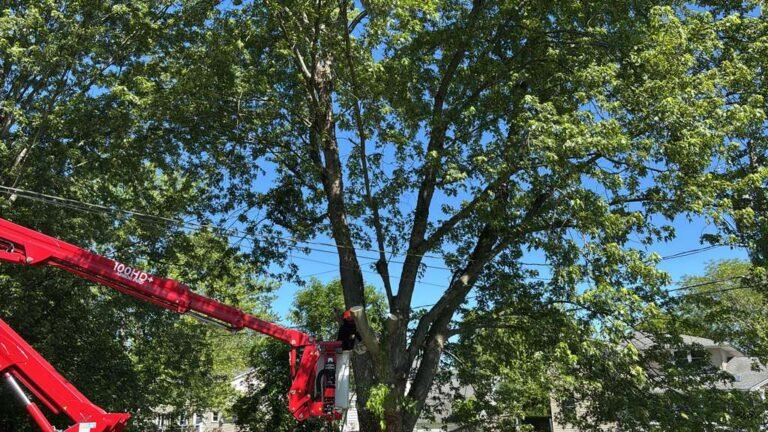 Tree removal by 716 Lawn Care in Buffalo, NY