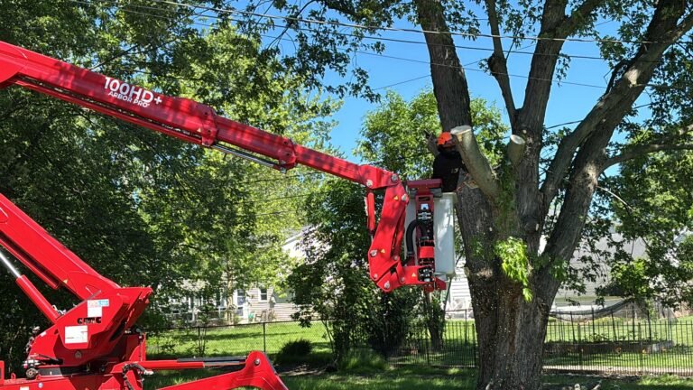 Tree removal in Buffalo, NY by 716 Lawn Care