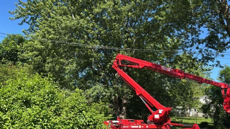 Tree service in Buffalo, NY by 716 Lawn Care