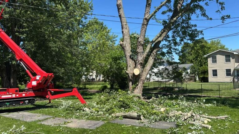 Tree trimming in Buffalo, NY by 716 Lawn Care