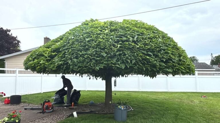 Tree trimming in Buffalo, NY by 716 Lawn Care