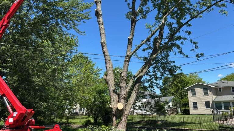 Tree trimming in Buffalo, NY by 716 Lawn Care