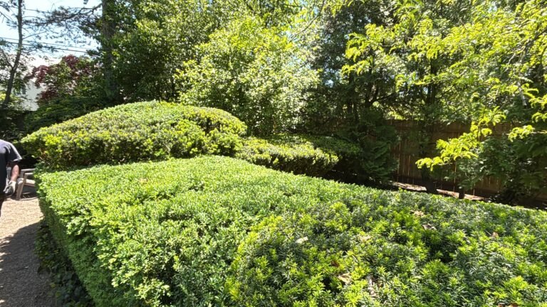 Trimming and pruning by 716 Lawn Care in Buffalo, NY