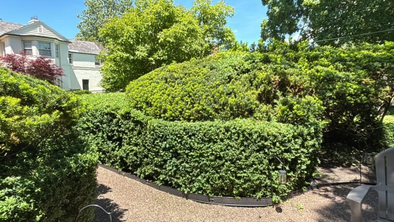 Trimming and pruning in Buffalo, NY by 716 Lawn Care